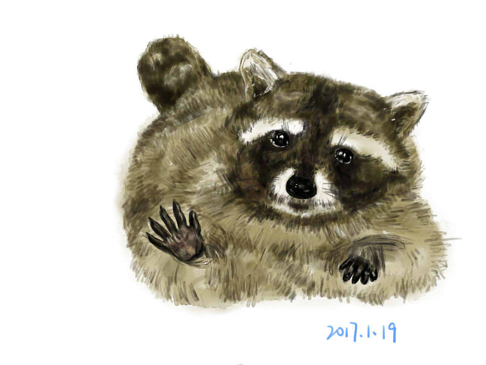 浣熊:Hi!看我的新眉形,亮瞎了吧,hahaha
PS:动物毛发好难画啊