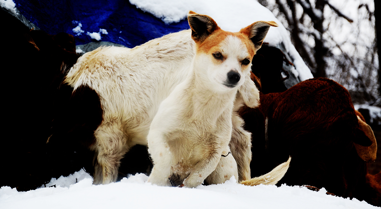 2015，邯鄲，第一場雪（圖ZMjQzMjQzNjg=） - 風光攝影 - 站酷設計師中仁原創(chuàng)素材 - 站酷ZCOOL