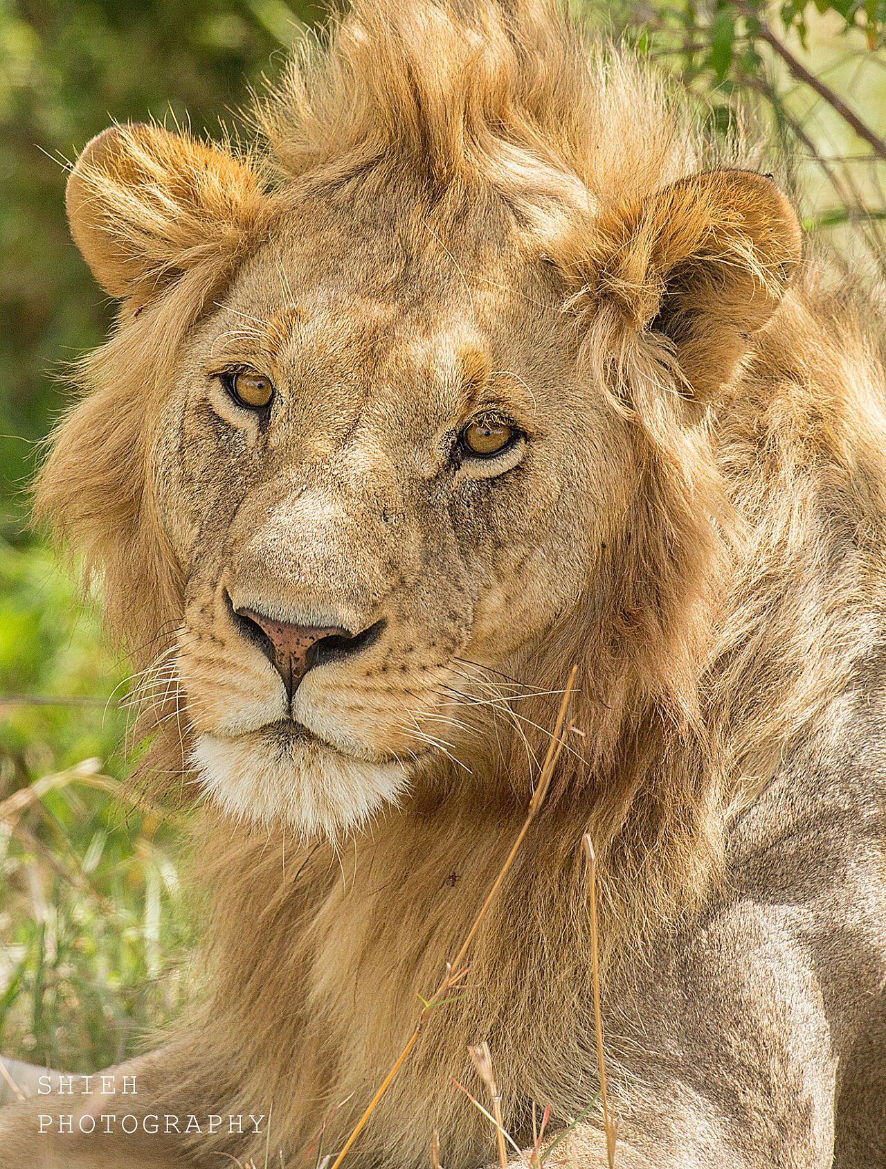 wild life in africa [part.1]