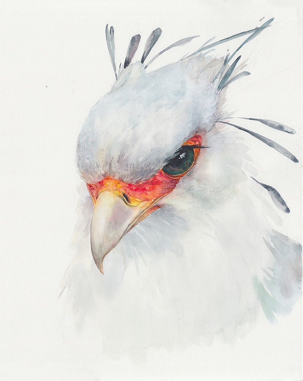 蛇鹫,很漂亮的一种猛禽.