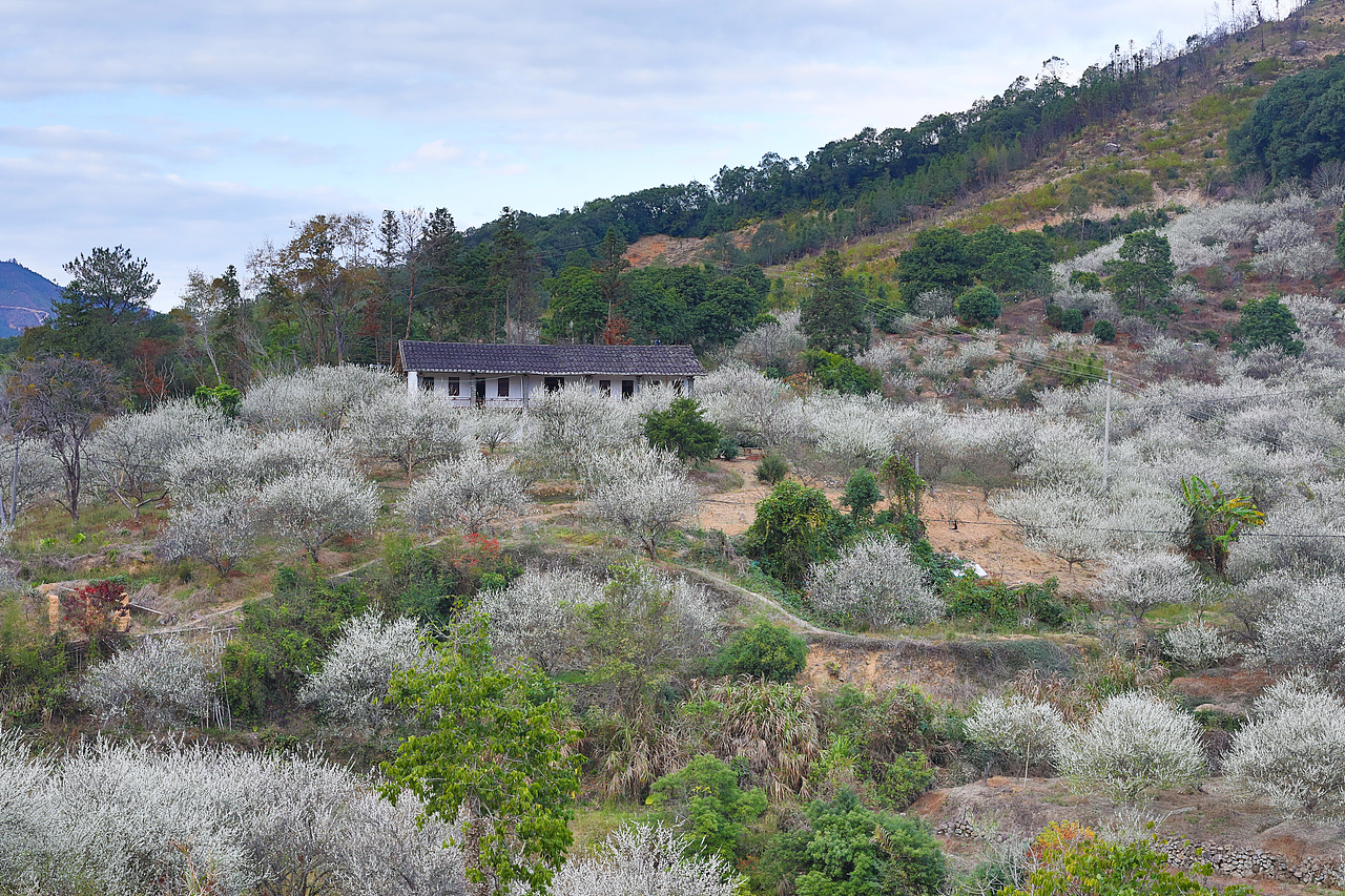 永泰文埕湾赏梅（图ZMTkyNjE2MDI4） - 风光摄影 - 站酷设计师木易同楊原创素材 - 站酷ZCOOL