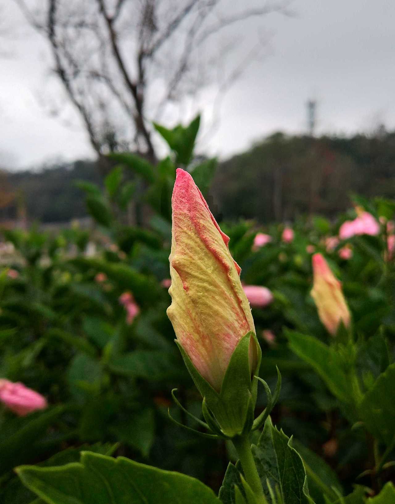 花-植 ❀2（图ZMjI4NzkwMjMy） - 产品摄影 - 站酷设计师紫月琉璃香原创素材 - 站酷ZCOOL