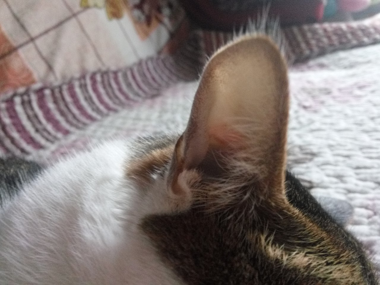 拍猫集04（图ZMTM3MDkwOTg0） - 宠物摄影 - 站酷设计师嘟嘟2019原创素材 - 站酷ZCOOL