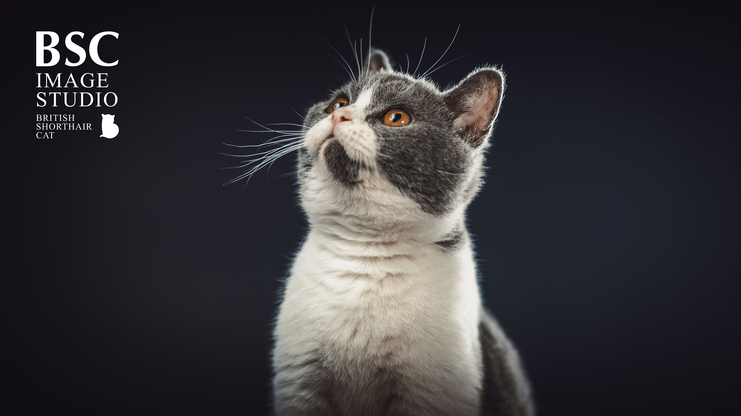 英短猫肖像丨八万