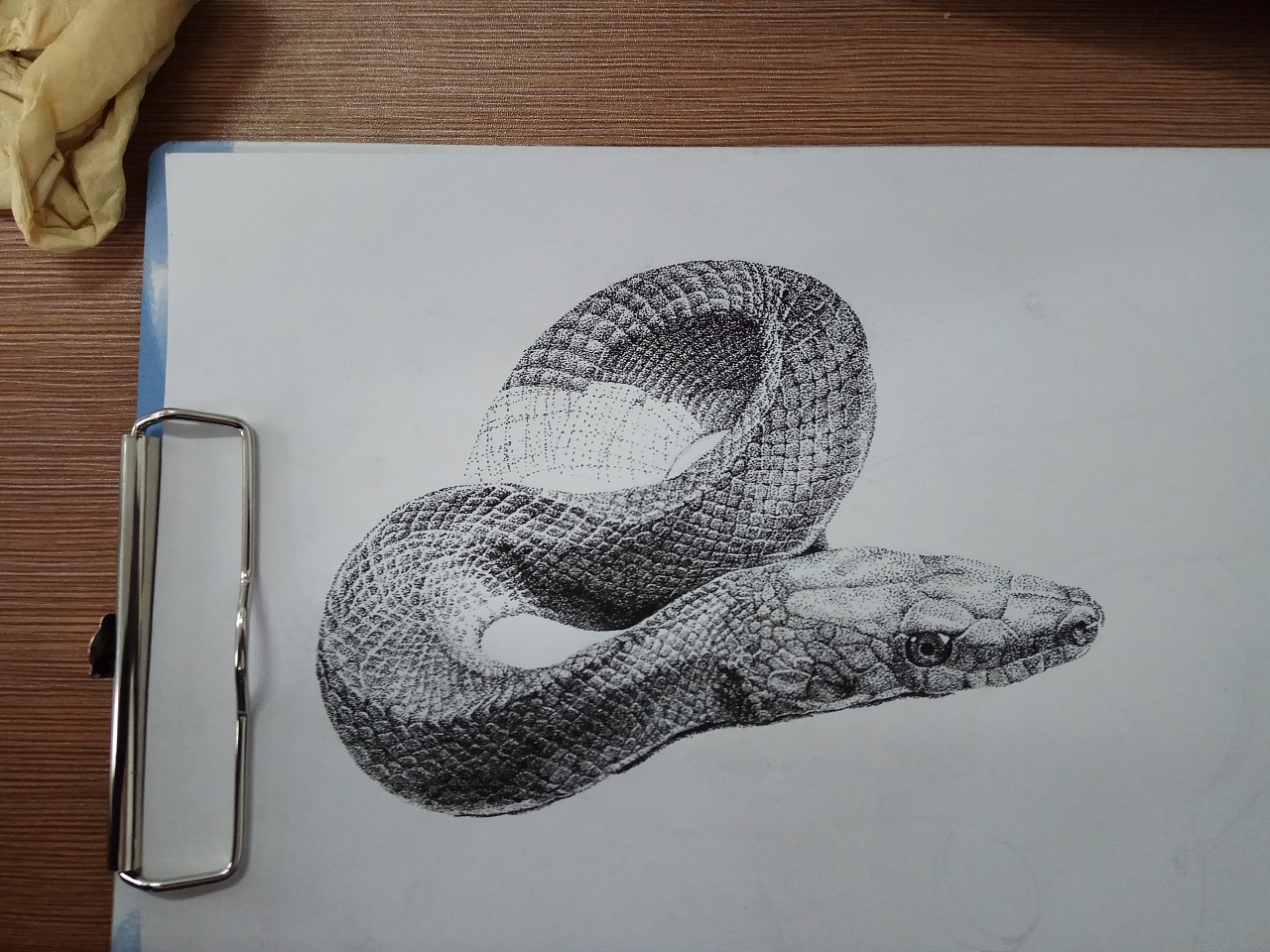 素描蛇怎么画,素描蛇,素描蛇图片(第2页)_大山谷图库