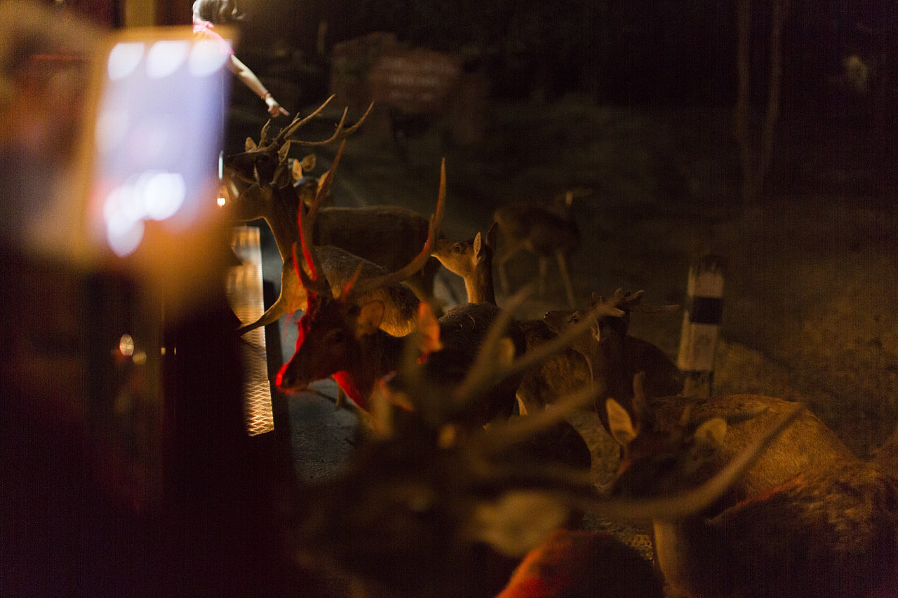 泰国旅拍_Day3_2_夜间动物园（图ZOTM3ODU3Mjg=） - 人文/纪实摄影 - 站酷设计师楦梓原创素材 - 站酷ZCOOL