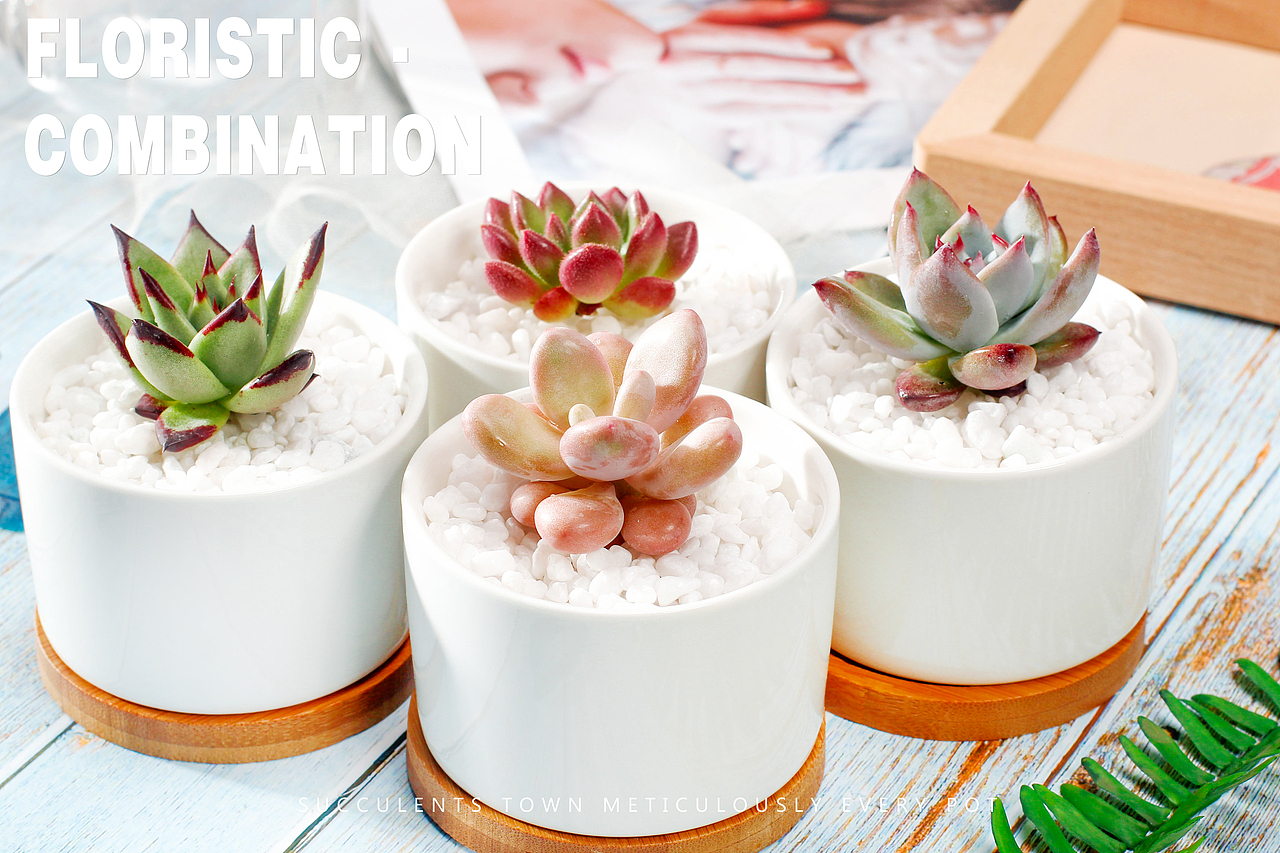 唯美多肉小植物（图ZMTA5ODkxNjI4） - 产品摄影 - 站酷设计师桃子视觉原创素材 - 站酷ZCOOL