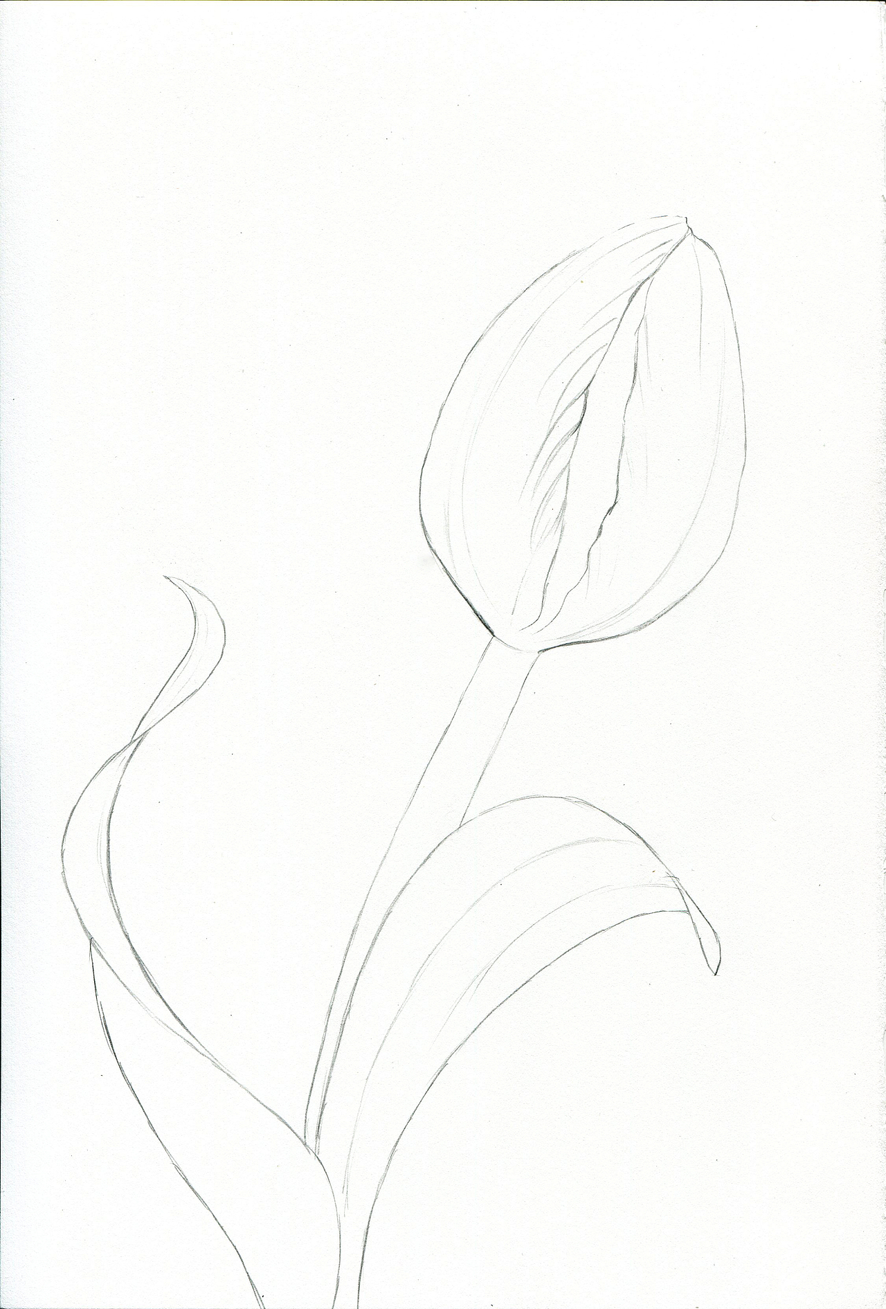 郁金香（图ZMjU0NDgyOTA4） - 绘画 - 站酷设计师可小萌kiko原创素材 - 站酷ZCOOL