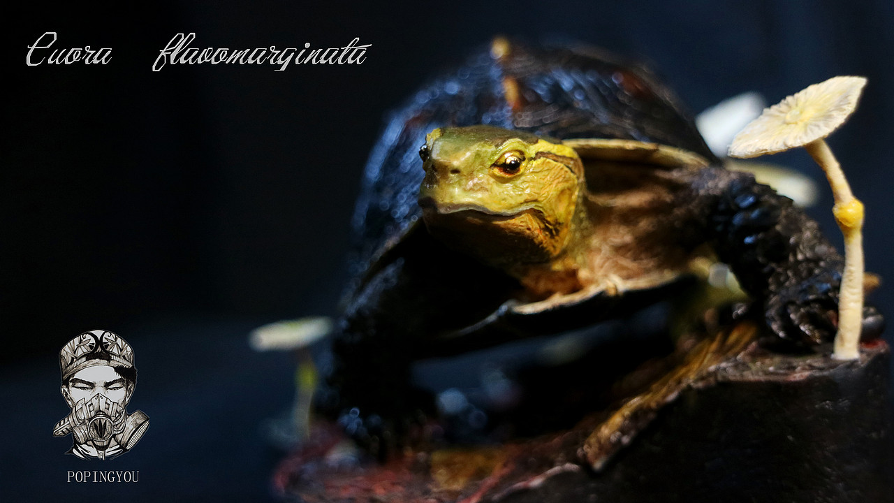 原型:台湾蜥蜴
涂装:POPINGYOU流氓大熊猫<br>我是养过黄缘的,不过不是台缘,所以特意请教了爬友,两种区别,涂之前看了台湾蜥蜴的原装涂装,他用了丙烯作为颜料,而我这次使用的是油性漆,这是第三次使用油性漆作业,真的太伤人了,涂完了它咳嗽一个星期。<br>PS:突然好想养一只台缘!
