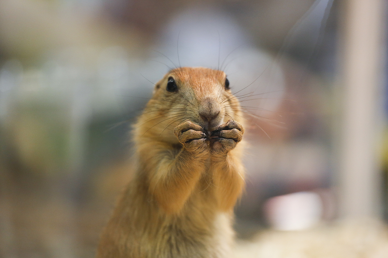 2019年5月广州琶洲华南宠物用品展