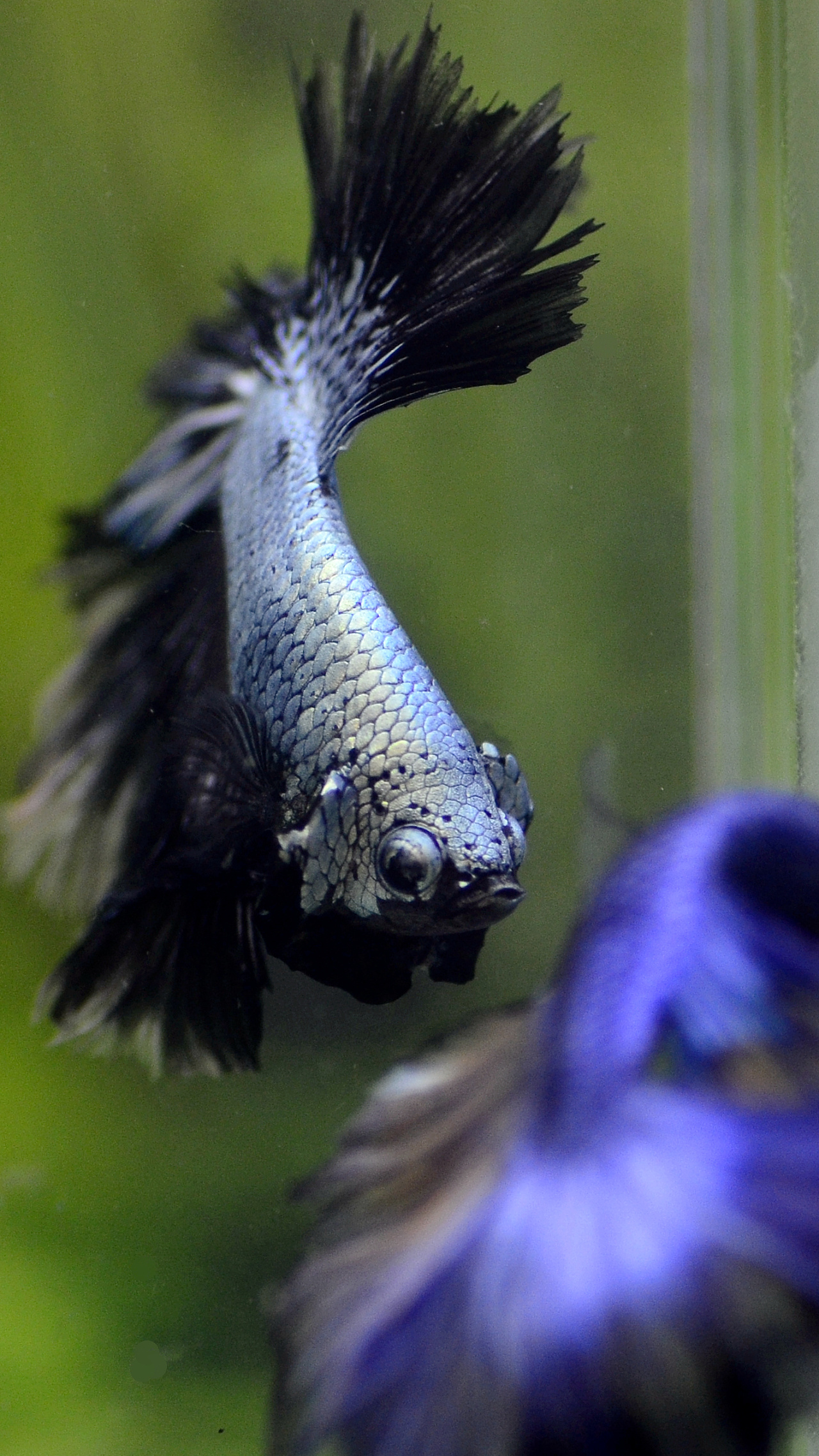 泰国斗鱼马尾狮王半月将军