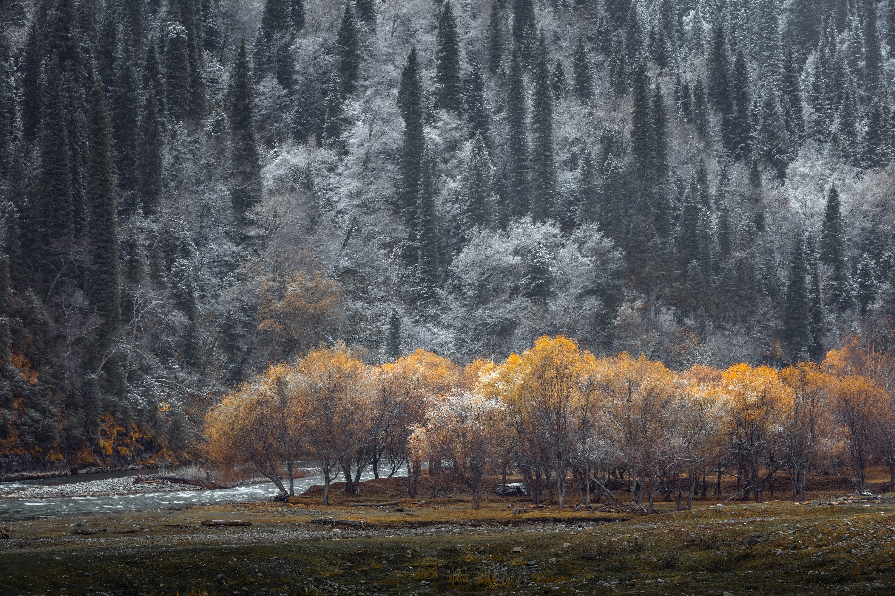 新疆巩乃斯林场