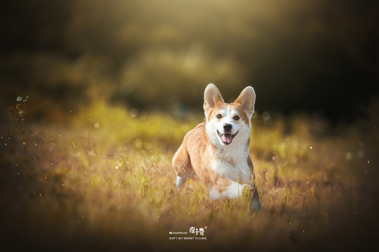 猫狗双全的美好生活