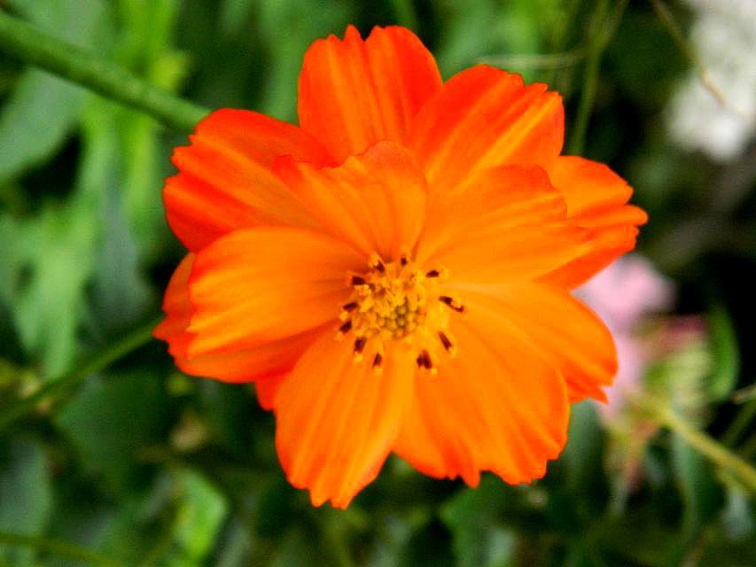 秋季国际慢城乡野风情（图ZMTk1Mjk5MTI=） - 风光摄影 - 站酷设计师zhangping_3636原创素材 - 站酷ZCOOL