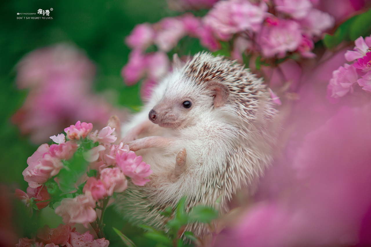 刺猬|摄影|宠物摄影|宠物摄影师瘦子费_原创作品-站酷zcool
