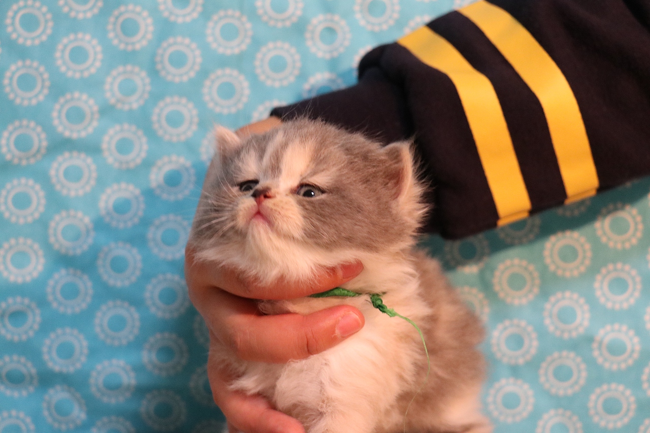 英短三花猫0102三花母长毛610g710g橙35河南