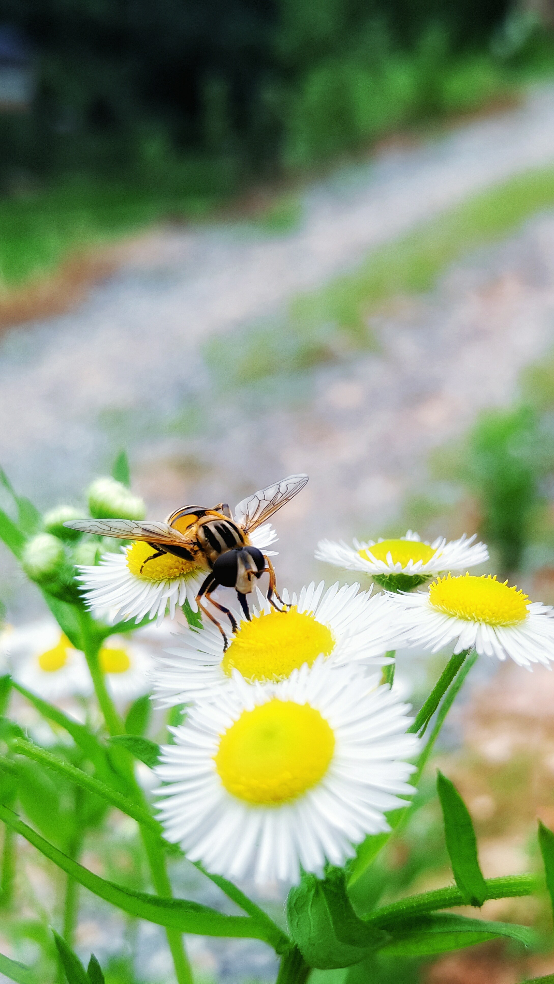 【手机摄影】春夏1920x1080手机壁纸分享