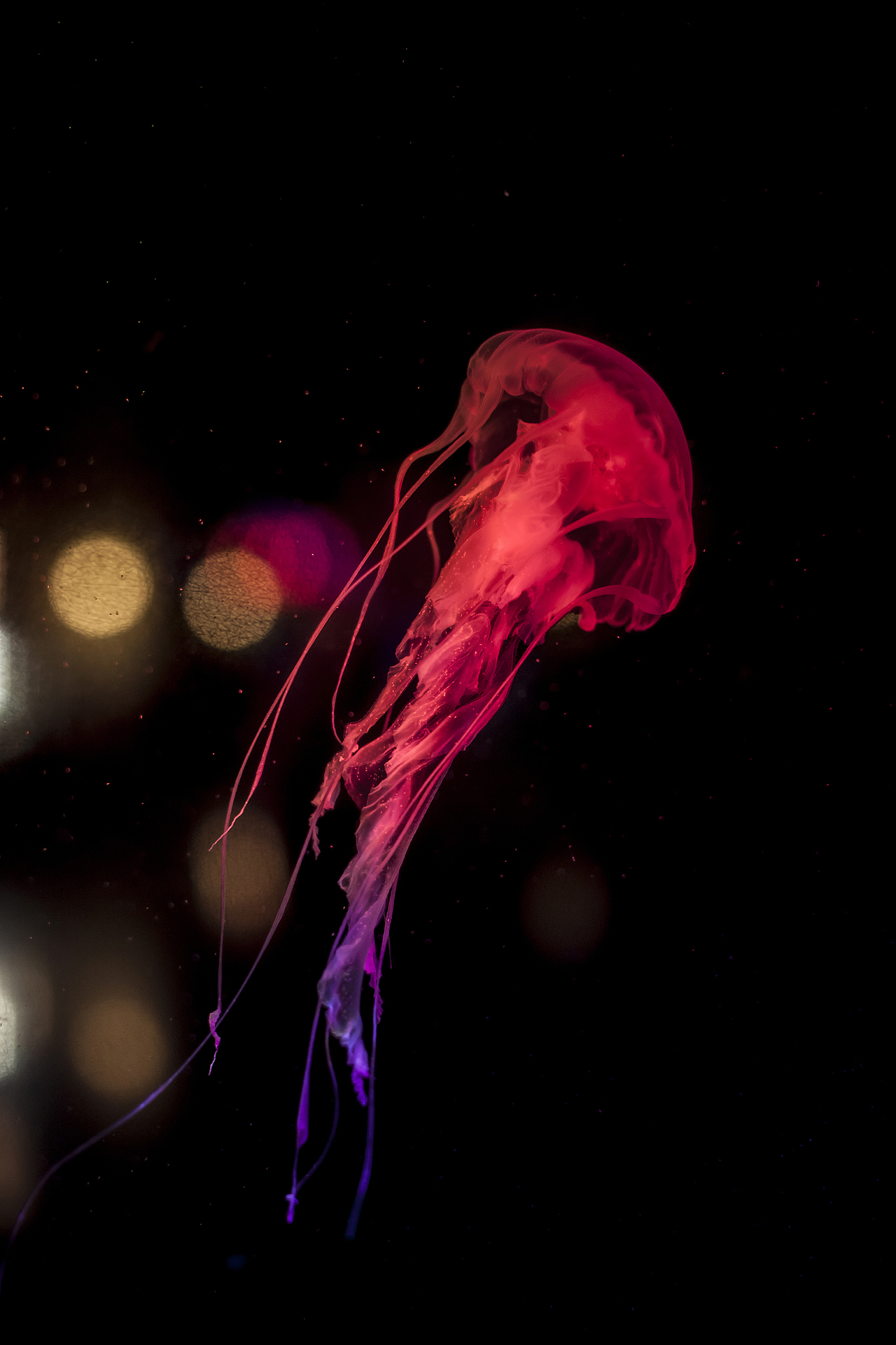 jellyfish|摄影|风光摄影|木村良喵_原创作品-站酷zcool