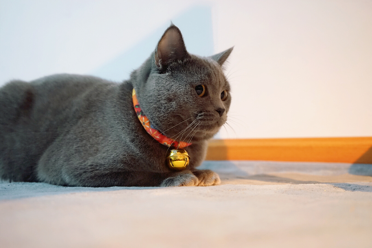 一只叫胖子的袜子