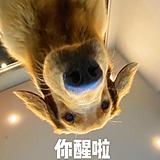 妙尔尼尔_的头像