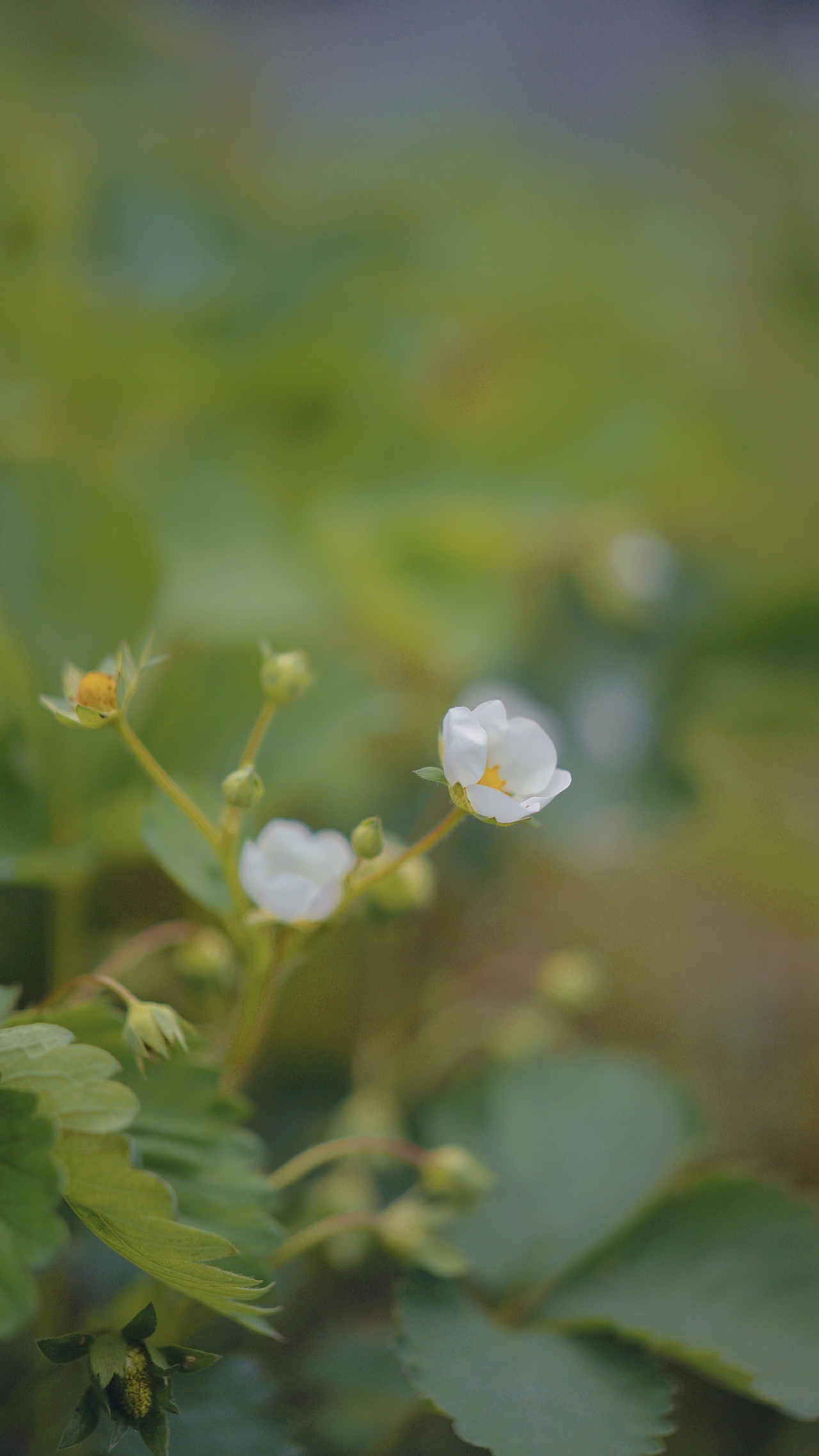 春风里 ~随处都是生机