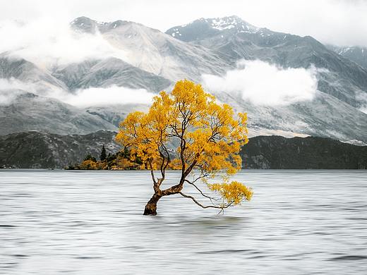 Lonely Tree