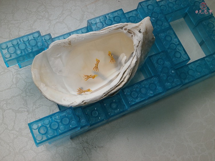 蚝壳寄居小神龙