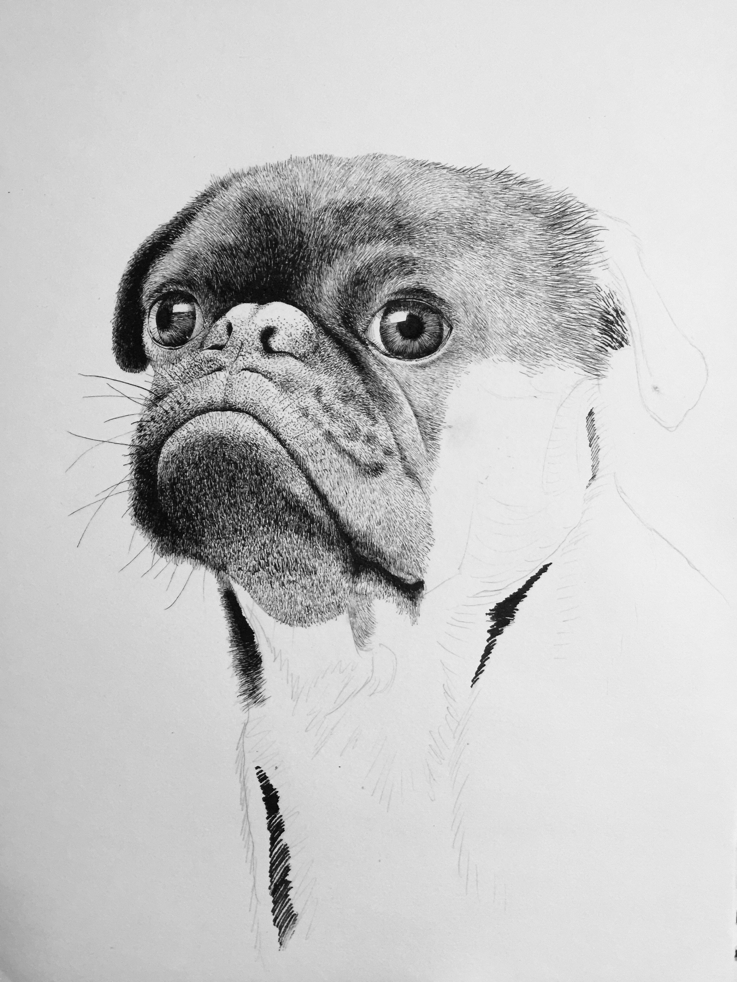 【谭伯虎】钢笔画～巴哥