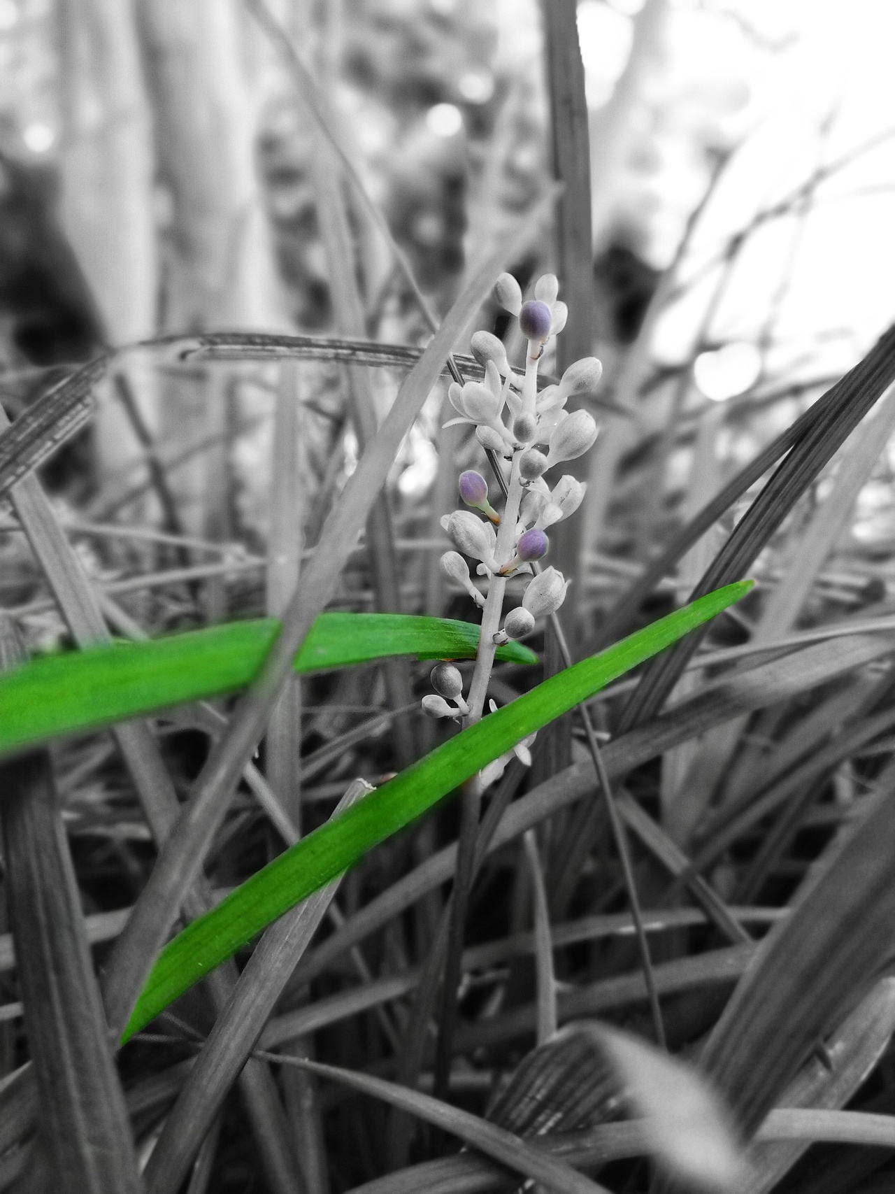 秋日胜春朝（图ZMTI5NDQxMzcy） - 风光摄影 - 站酷设计师于先生Plus10原创素材 - 站酷ZCOOL