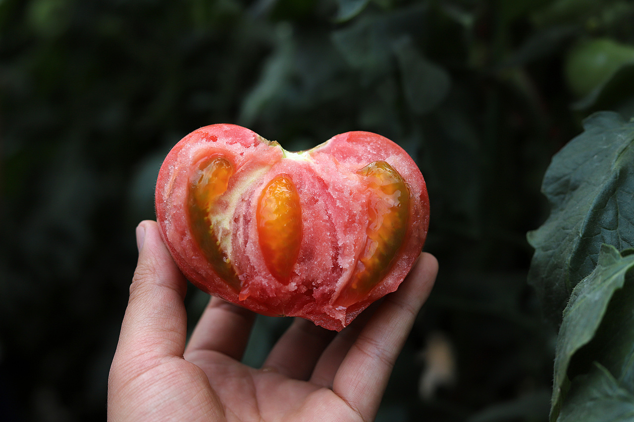 丑番茄,长得丑活得久,好吃有味的番茄