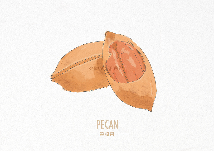 手绘水彩风格坚果一组