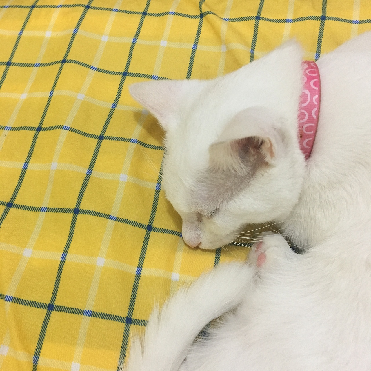 畫小貓（圖ZOTA0MTcyNDA=） - 繪畫 - 站酷設(shè)計(jì)師肥貓燉田七原創(chuàng)素材 - 站酷ZCOOL