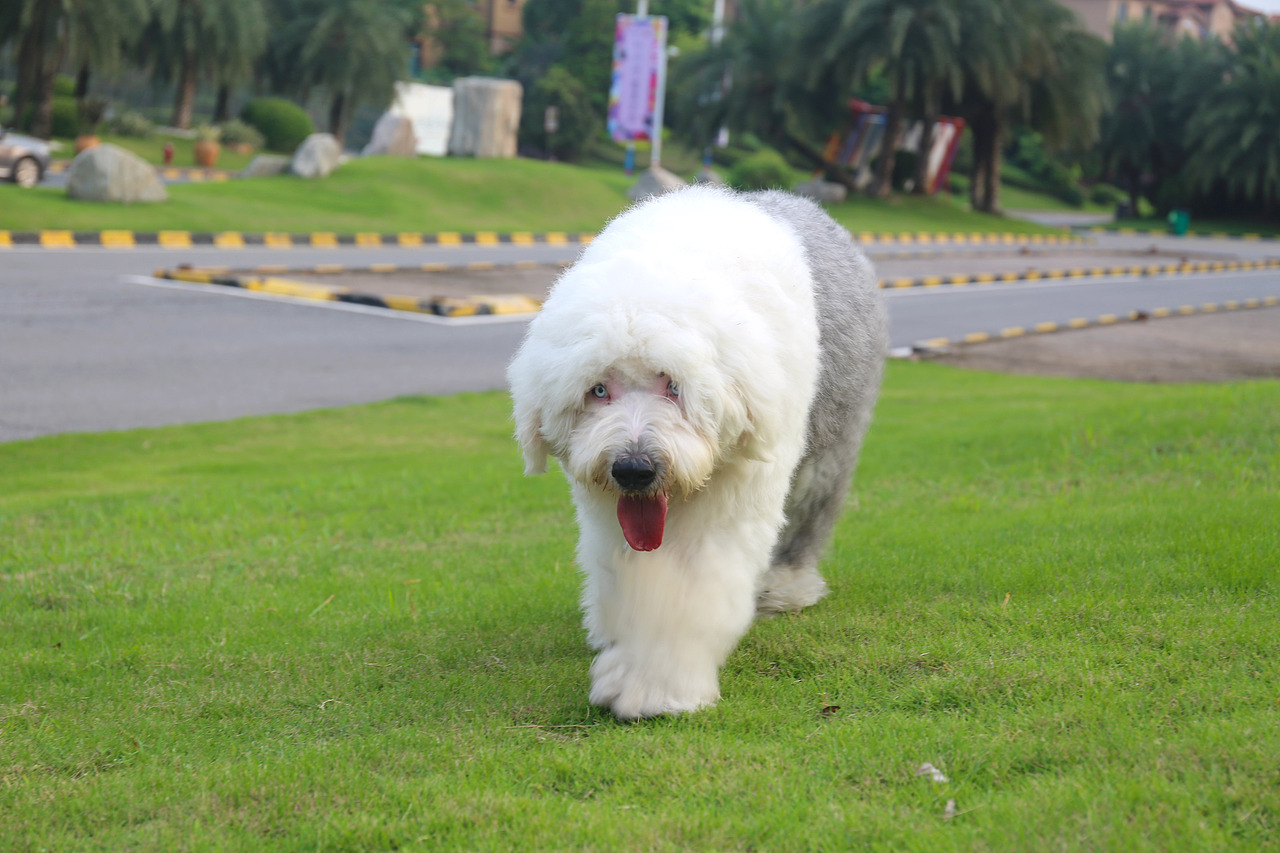 他五岁了（图ZNjUwMjM5ODQ=） - 宠物摄影 - 站酷设计师芥末小E原创素材 - 站酷ZCOOL