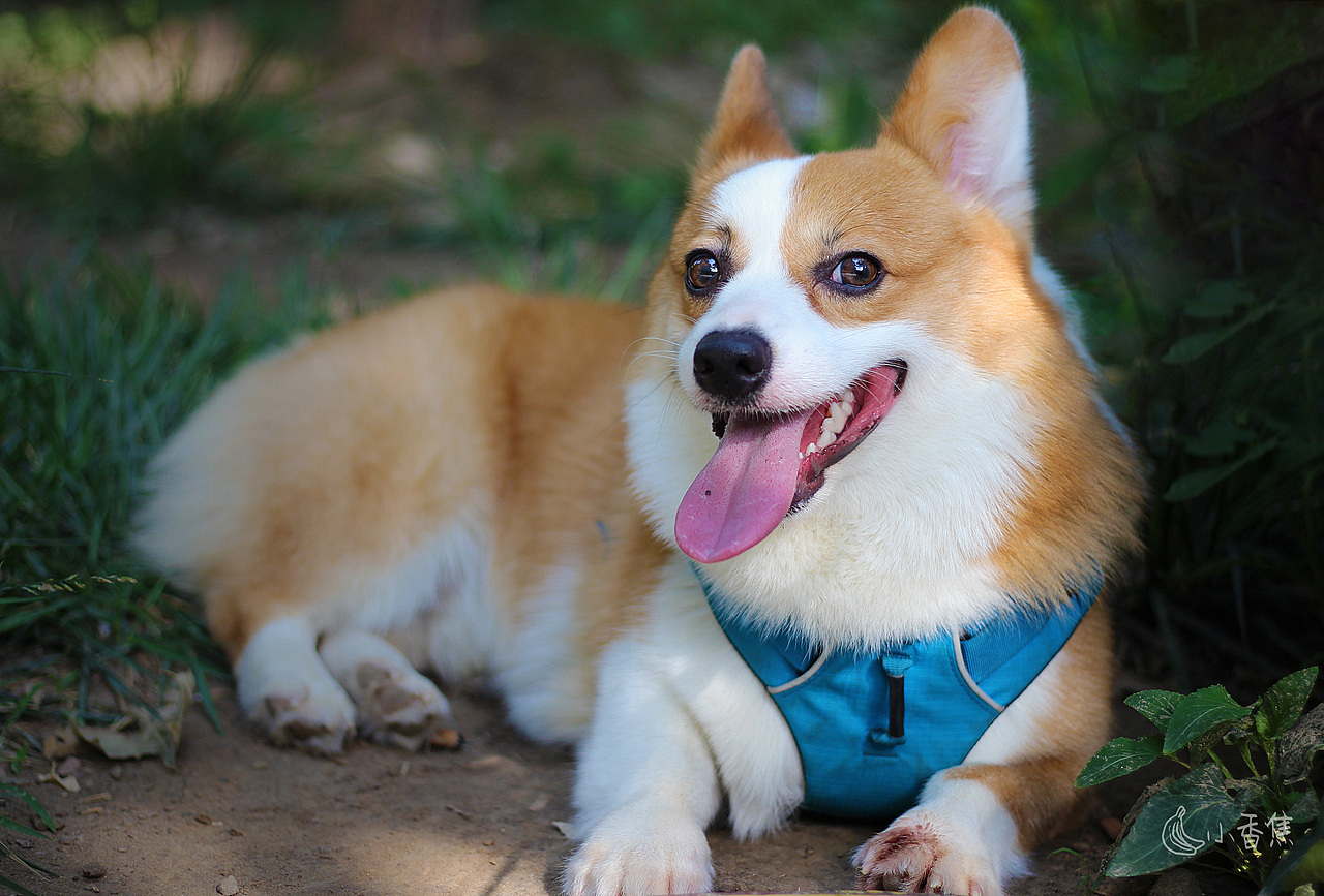 宠物摄影（图ZMjQwOTEyNTYw） - 宠物摄影 - 站酷设计师焦喜庆原创素材 - 站酷ZCOOL