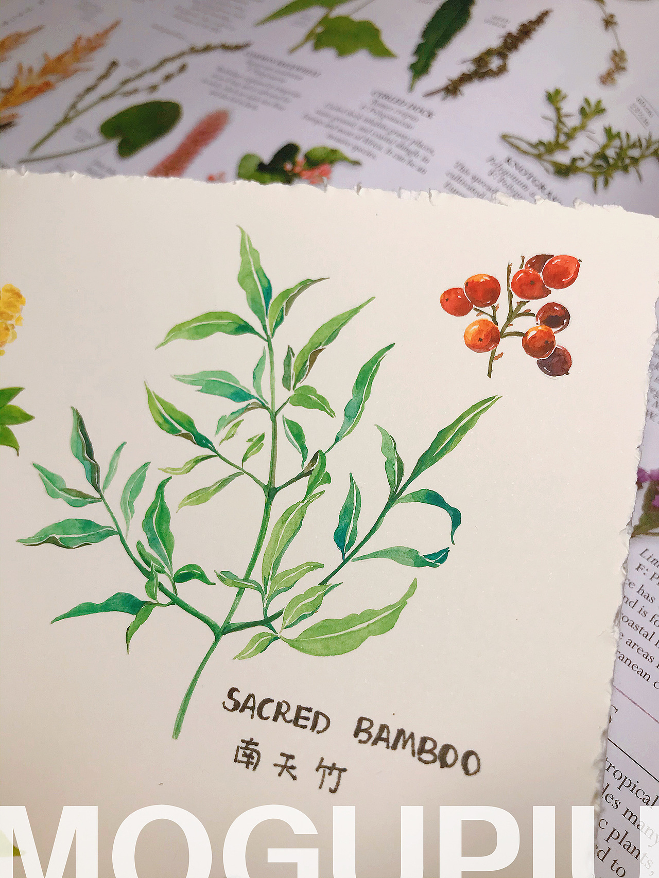 蘑菇PIU的自然笔记 关于春天 关于花开