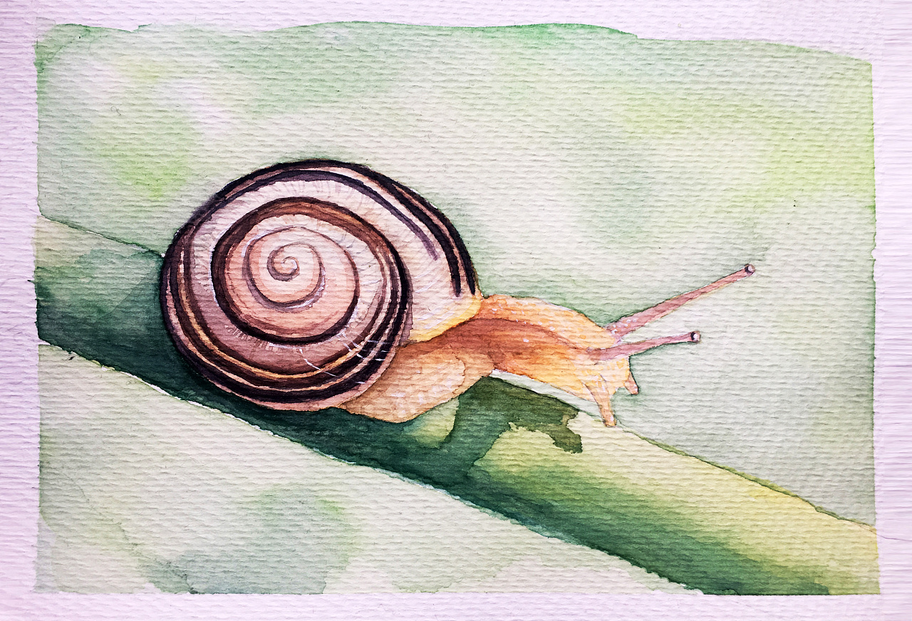蜗牛