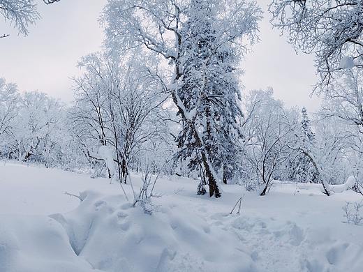 北国风光,千里冰封,万里雪飘。