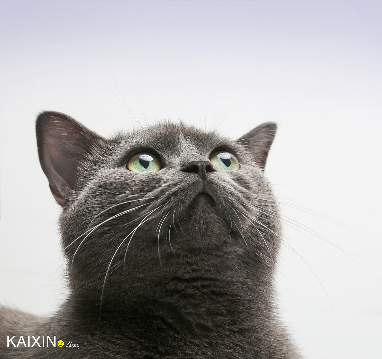 猫咪摄影 宠物摄影-英短蓝猫