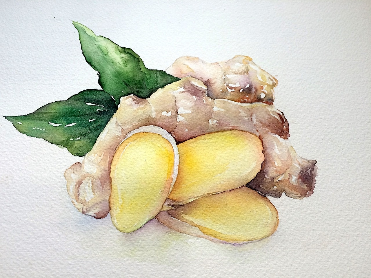 香料篇#水彩生姜