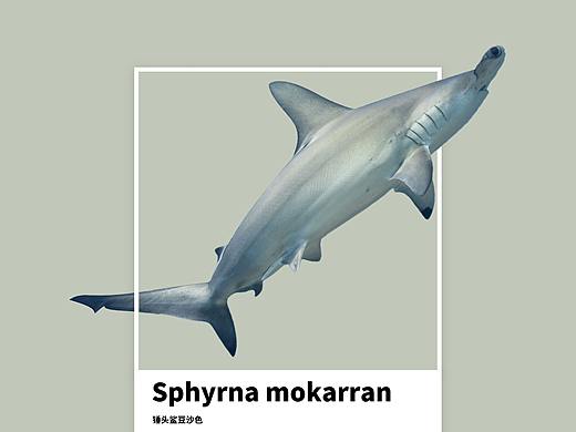 #地球守卫者#海洋色卡 x 环保海报