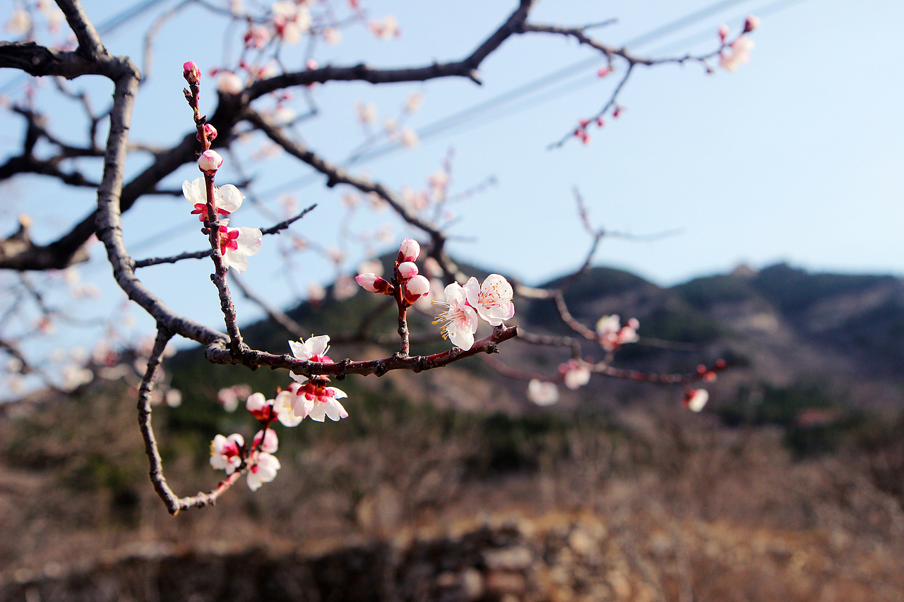 一枝红杏出墙来