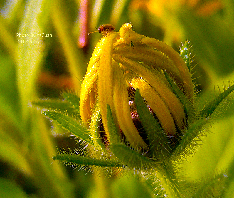 【手机拍摄习作】