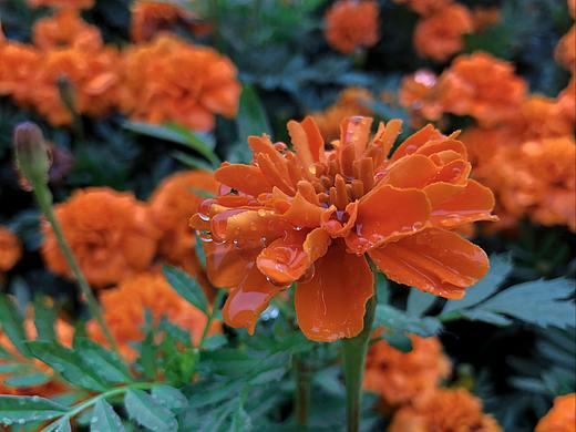 雨中的花|Flowers in the rain（个人主页-ZNDY0MDI4MTI=） - 风光摄影 - 站酷设计师有趣的凡夫俗子原创素材 - 站酷ZCOOL