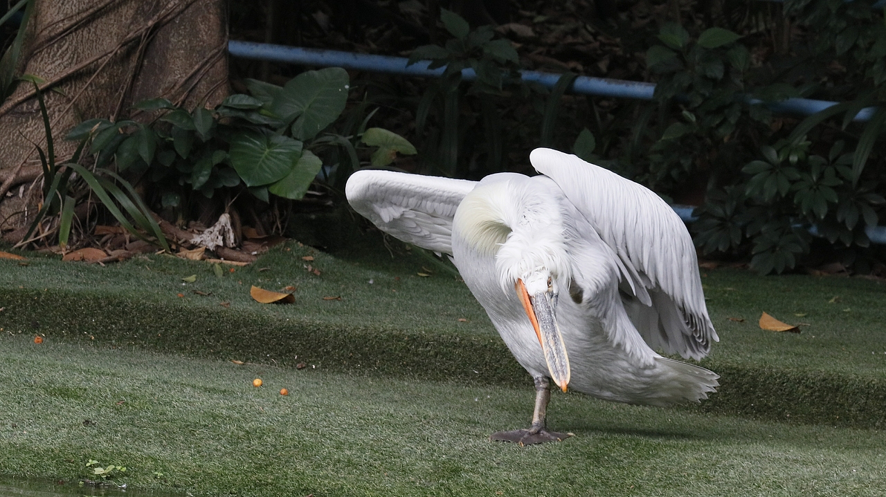 长隆飞鸟乐园-动物趣闻（图ZMjQ5NTU5Njgw） - 其他摄影 - 站酷设计师飞天猪猫原创素材 - 站酷ZCOOL