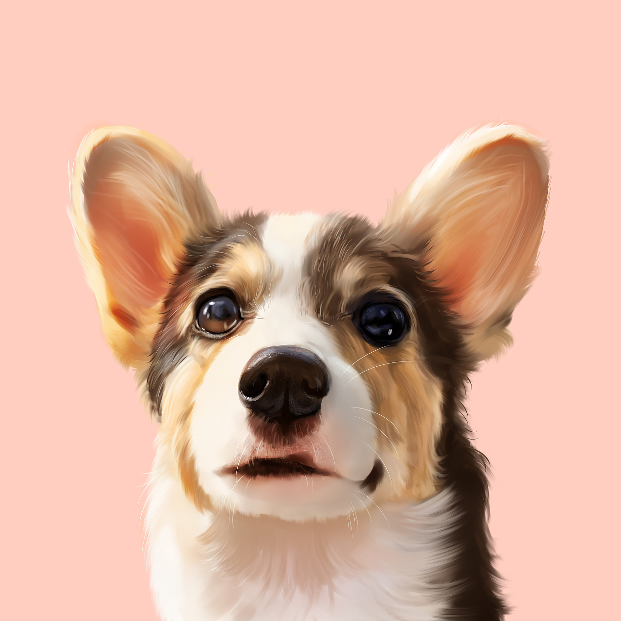 柯基 小短腿 宠物手绘 宠物头 宠物插画 手绘约稿