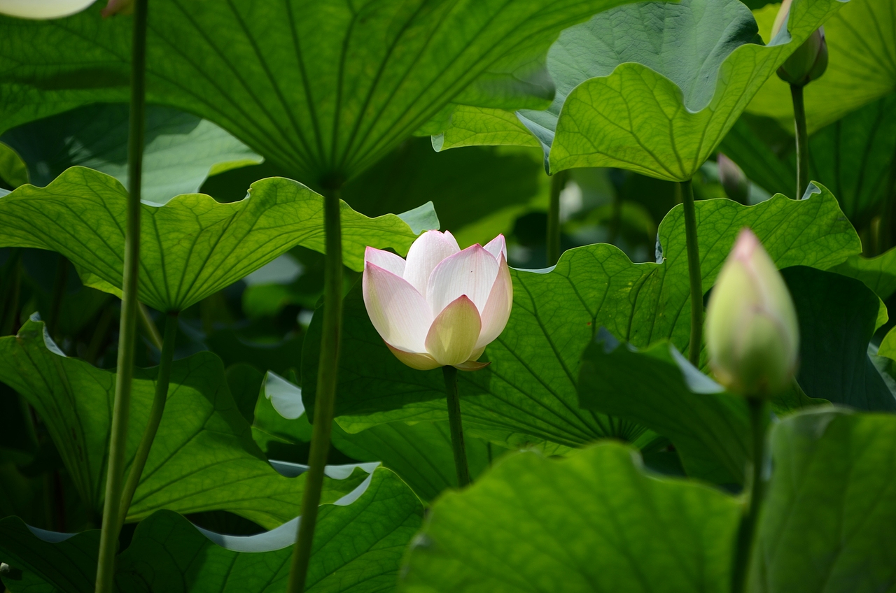 绽放—为荷摄影