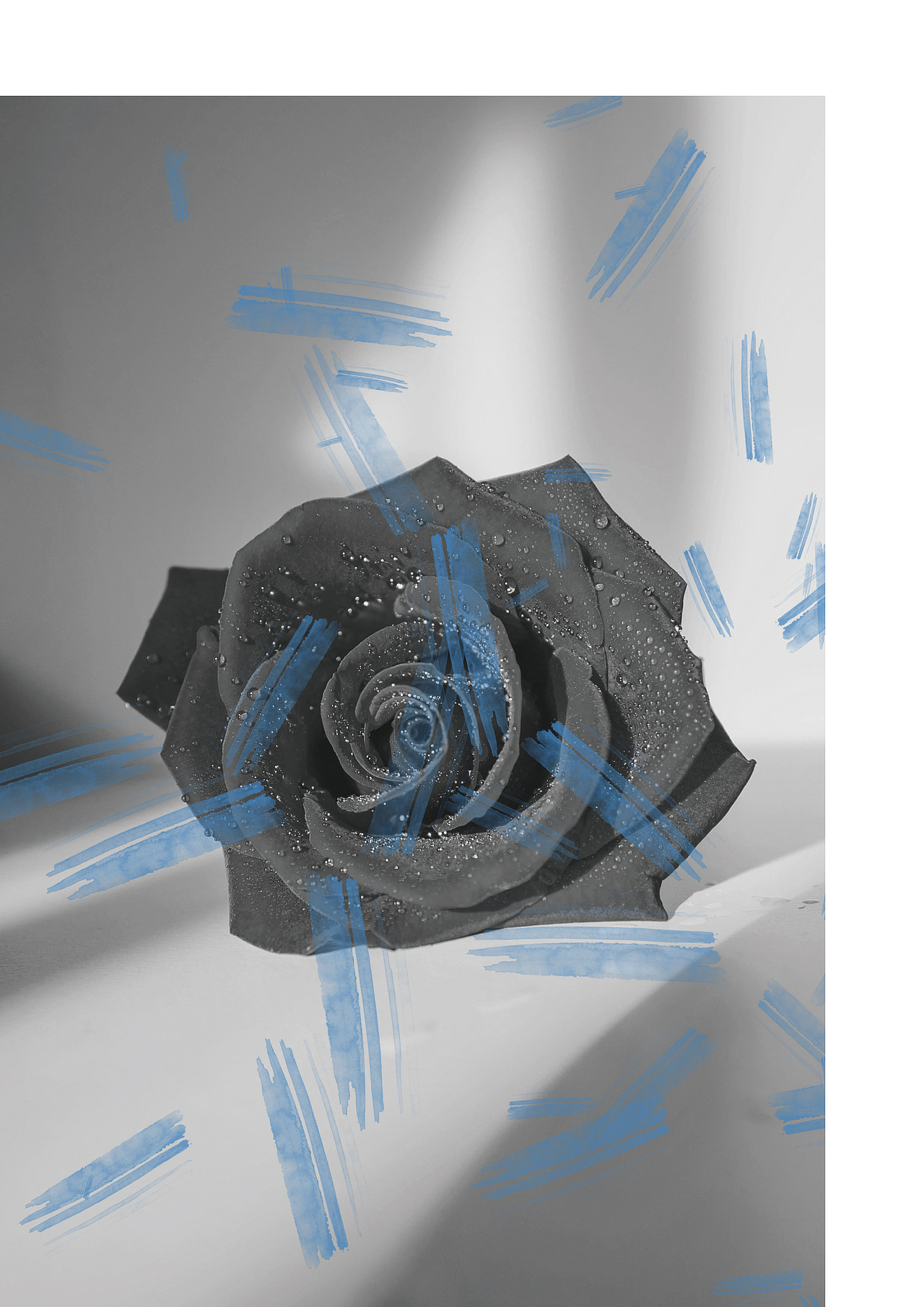 Elva X Rose