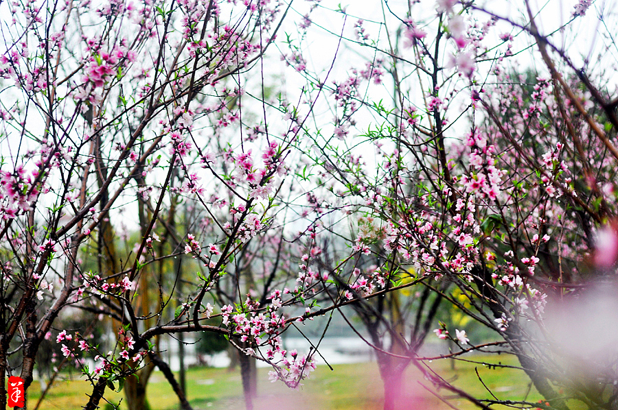 2014春·深圳大学桃花朵朵（图ZMTQwOTUwODQ=） - 风光摄影 - 站酷设计师szuedu2005原创素材 - 站酷ZCOOL
