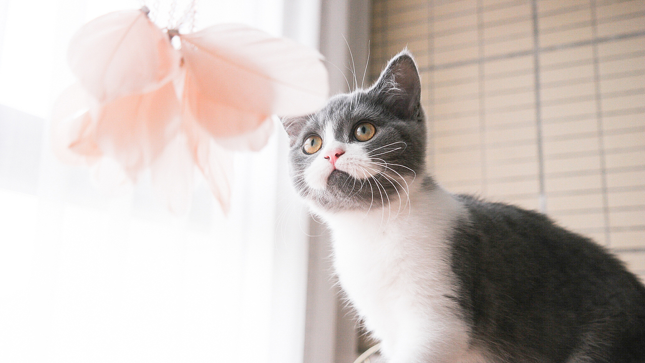 小短腿，就是够不着！（图ZOTI2NzA1ODQ=） - 宠物摄影 - 站酷设计师浪野樱花原创素材 - 站酷ZCOOL