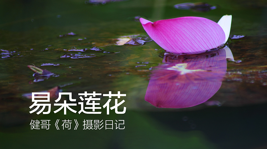 易朵莲花--《荷》摄影日记(图ZMjIxNTk0ODA=) - 风光摄影 - 站酷设计师午夜红茶原创素材 - 站酷ZCOOL
